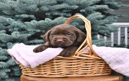 Labrador Retriever dogs for sale: Hannah - Image 1