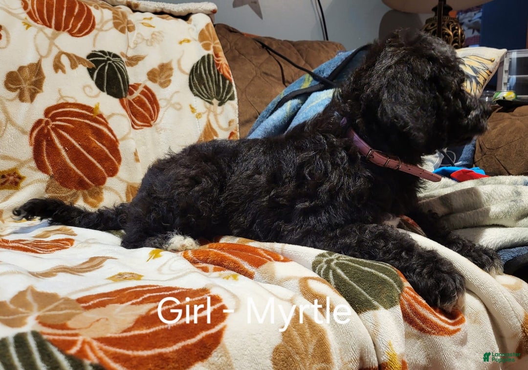 Saint Berdoodles dogs for sale: Myrtle - Image 1