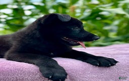German Shepherd dogs for sale: Ember - Image 5