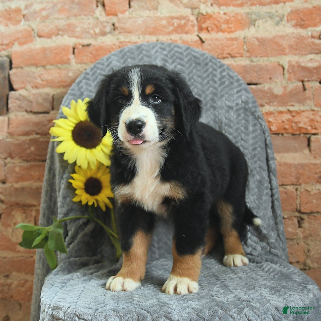 Greater Swiss Mountain Dog dogs for sale: Reba - Image 2
