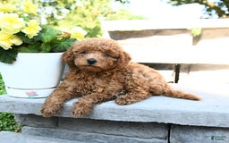 Miniature Poodle dogs for sale: Eddie - Image 4