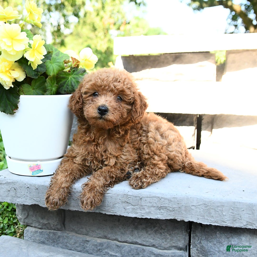 Miniature Poodle dogs for sale: Eddie - Image 4
