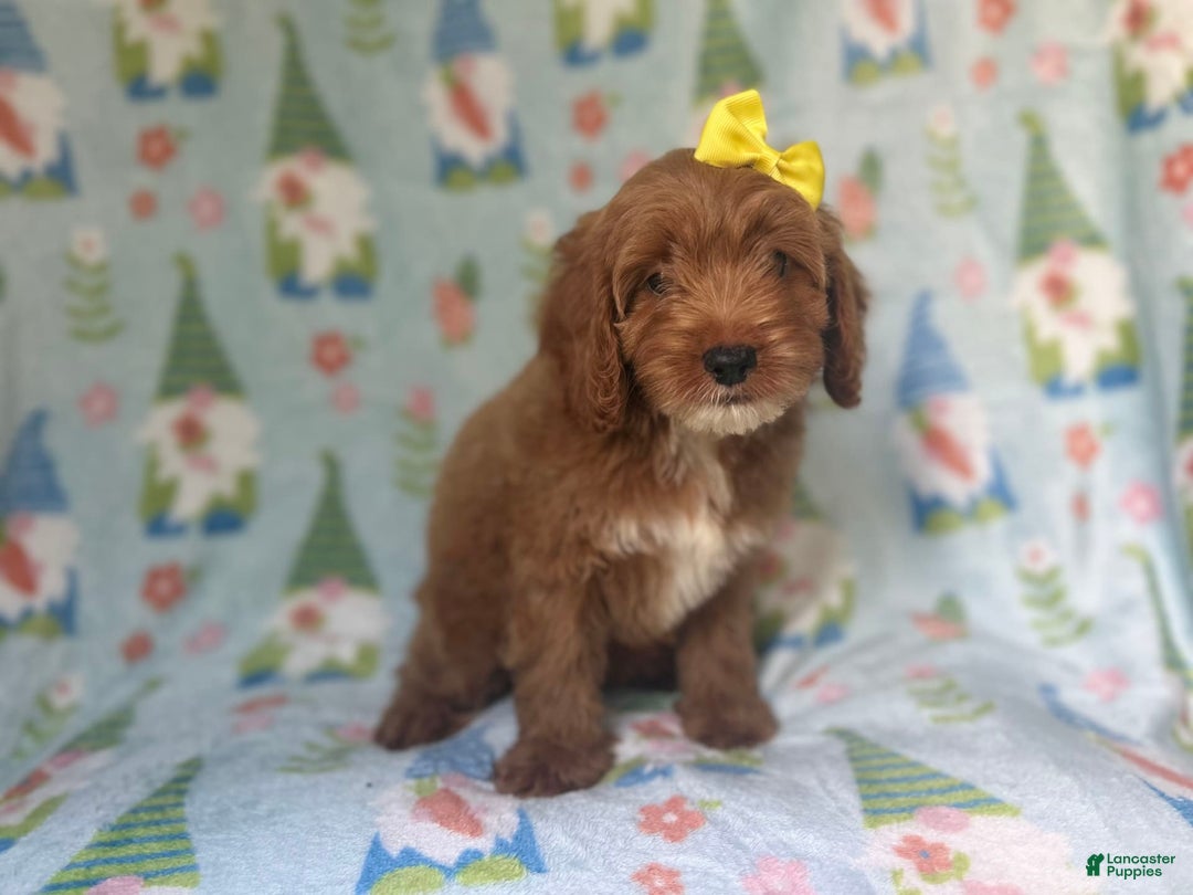 Cockapoo dogs for sale: Spirit - Image 4