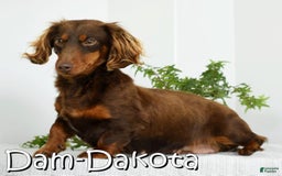 Miniature Dachshund dogs for sale: Gunner - Image 10