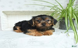 Yorkshire Terrier dogs for sale: Randall - Image 2