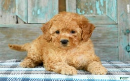 Mini Goldendoodle dogs for sale: Abbie - Image 5
