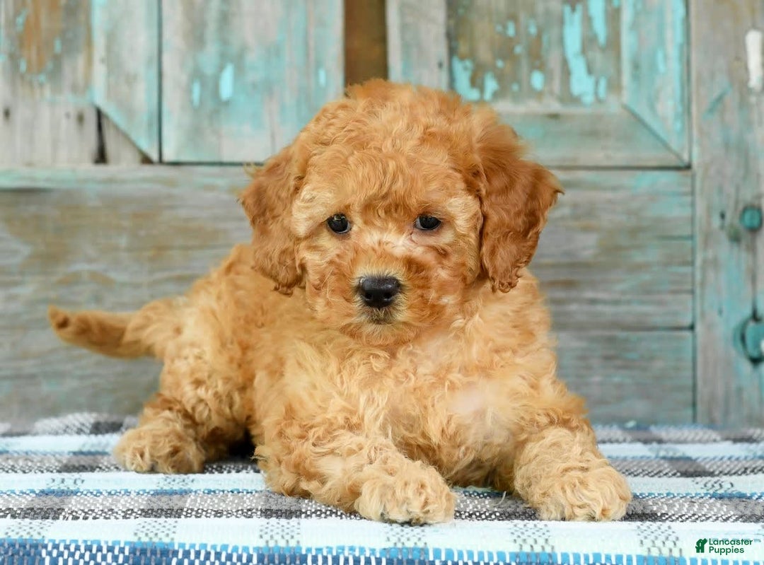 Mini Goldendoodle dogs for sale: Abbie - Image 5
