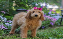 Mini Goldendoodle dogs for sale: Lucy - Image 5