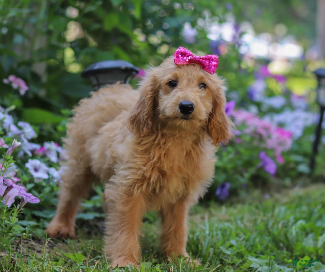 Mini Goldendoodle dogs for sale: Lucy - Image 5