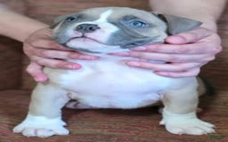 American Bully dogs for sale: National Champion Jack - Image 30