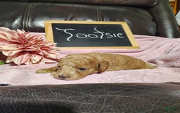 Mini Goldendoodle dogs for sale: Tootsie - Image 7