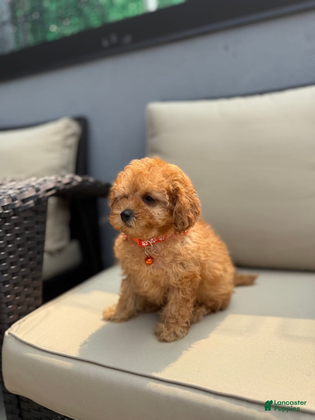 Toy Poodle dogs for sale: Bluey - Image 1