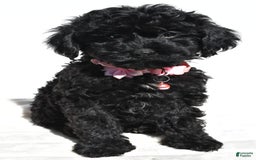 Cockapoo dogs for sale: Sheila - Image 2