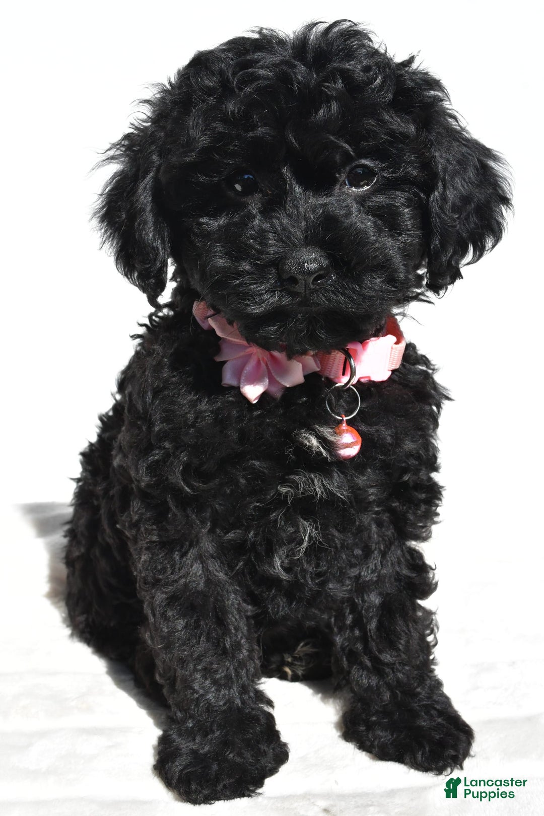 Cockapoo dogs for sale: Sheila - Image 2