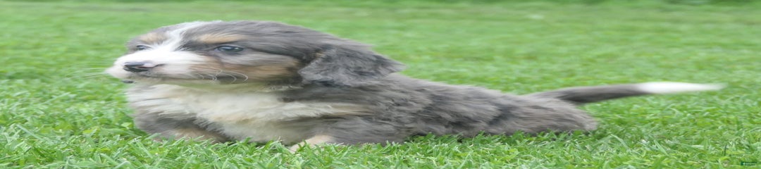 Jackson