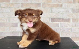 Australian Shepherd dogs for sale: Australian Shepherd 7 puppies - Image 4