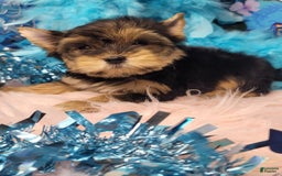 Yorkshire Terrier dogs for sale: R Ythm - Image 1