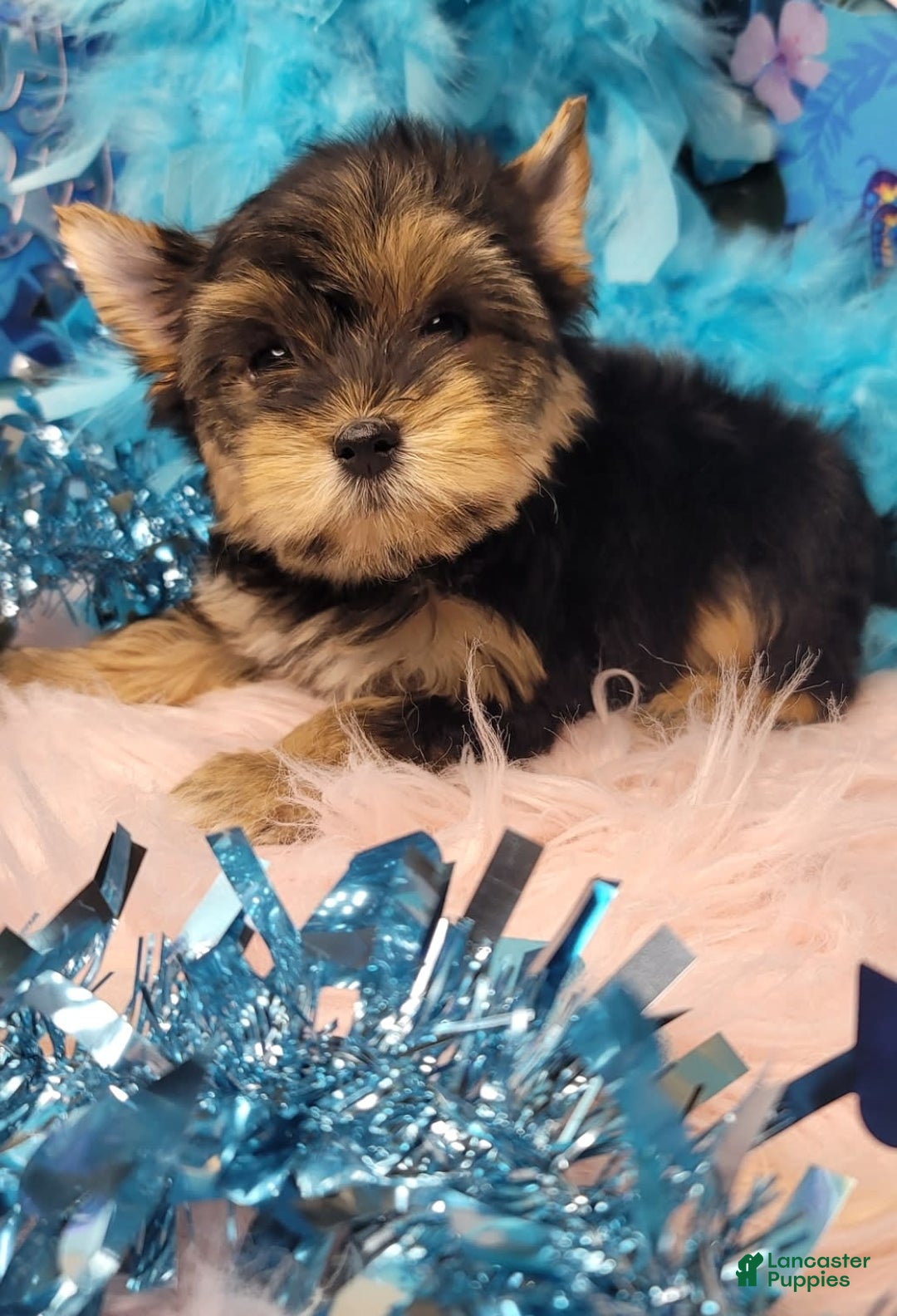 Yorkshire Terrier dogs for sale: R Ythm - Image 1