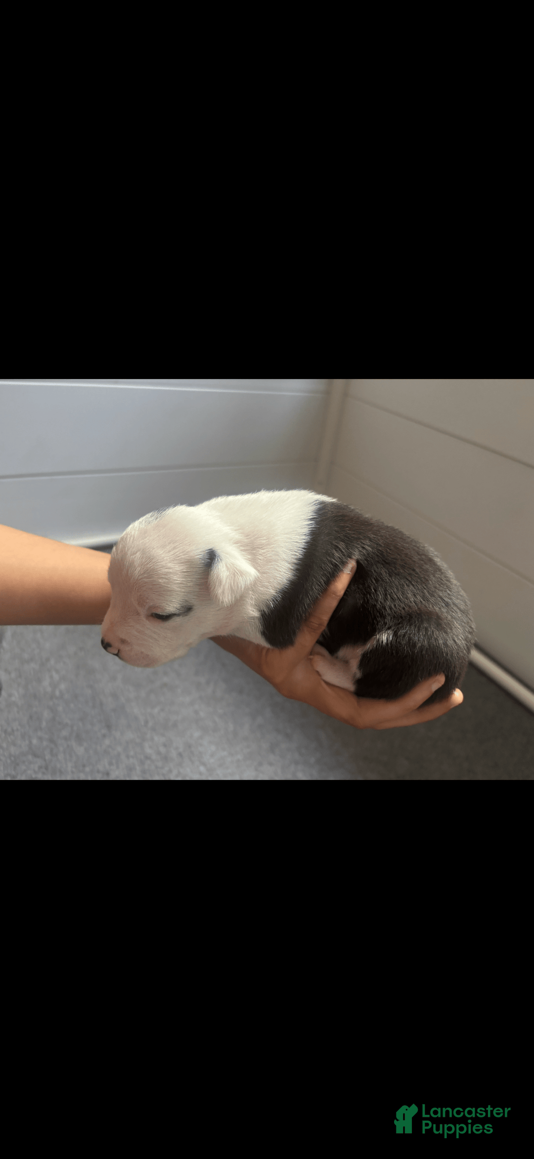 American Bully dogs for sale: Beauty - Image 11