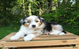Australian Shepherd dogs for sale: Angel - Image 5