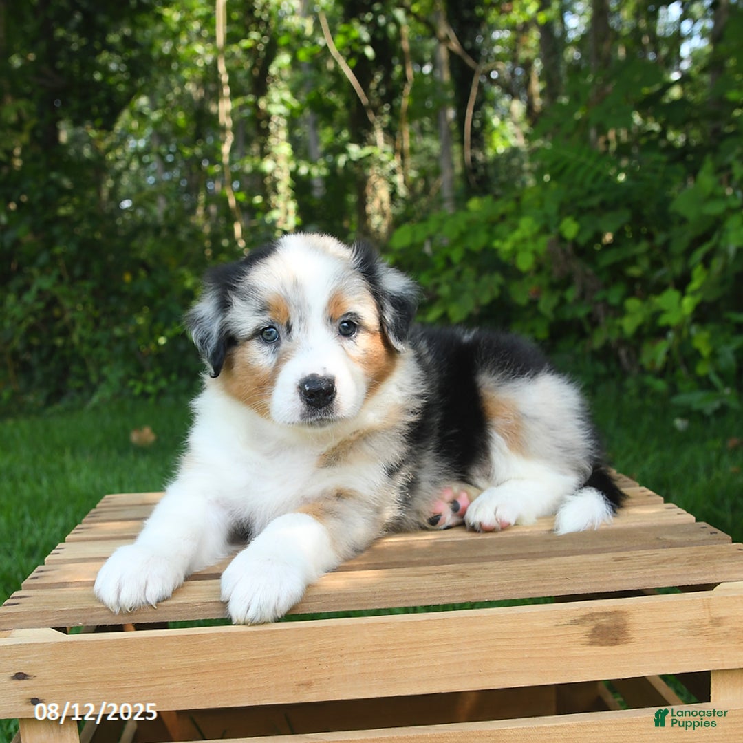 Australian Shepherd dogs for sale: Angel - Image 5