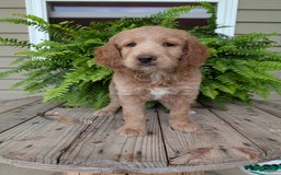 Goldendoodle dogs for sale: Lolly - Image 7