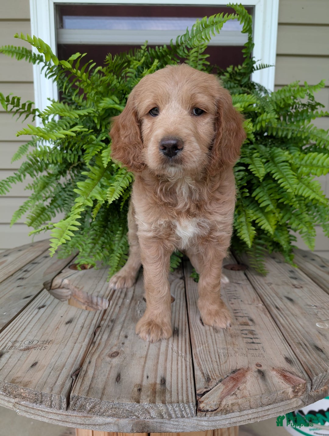 Goldendoodle dogs for sale: Lolly - Image 7