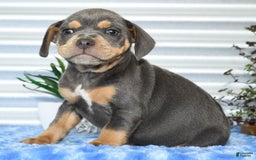 Beabull dogs for sale: Kinsley - Image 3