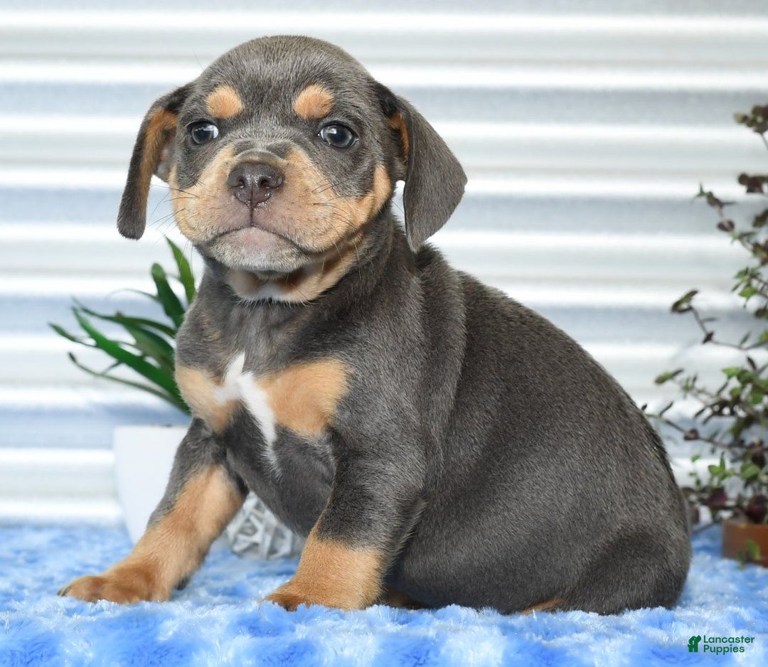 Beabull dogs for sale: Kinsley - Image 3