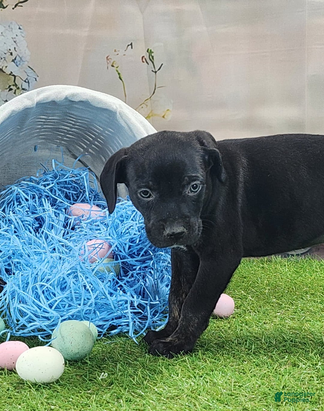 Catahoula Leopard Dog dogs for sale: Juliet 2025 M7 Catahoula puppy - Image 1