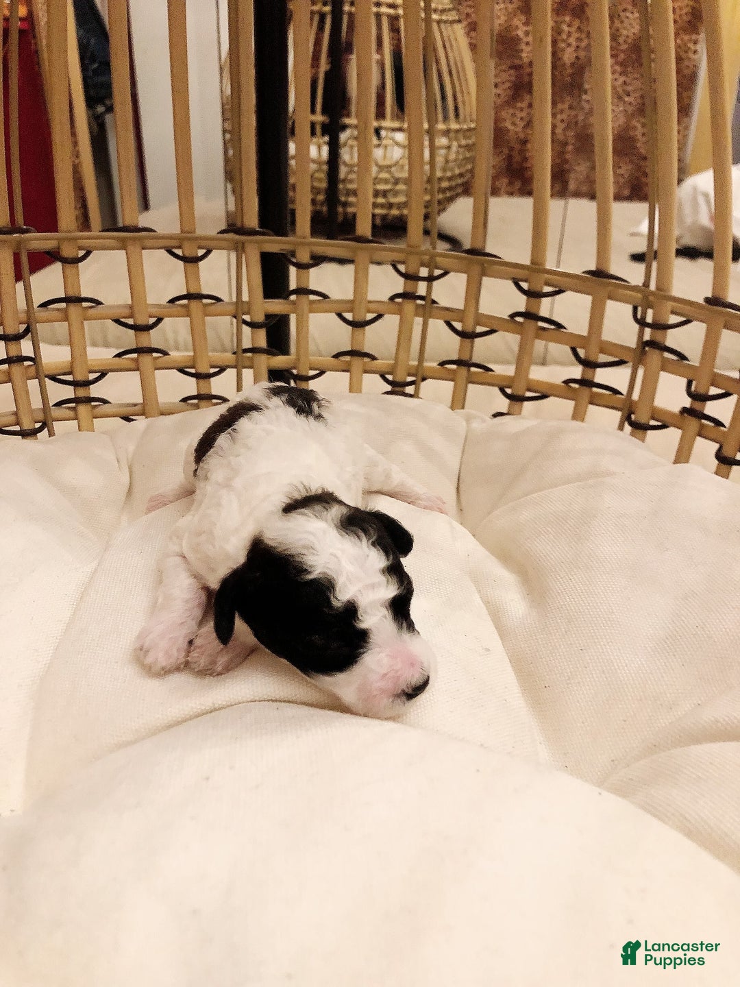 Toy Poodle dogs for sale: Mark Antony - Image 7