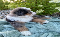Mini Bernedoodle dogs for sale: Mini Bernedoodle 5 puppies - Image 14
