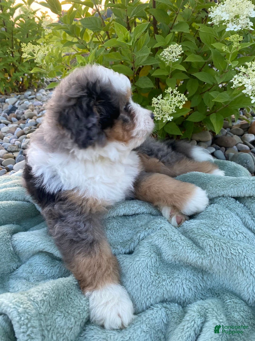 Mini Bernedoodle dogs for sale: Mini Bernedoodle 5 puppies - Image 14