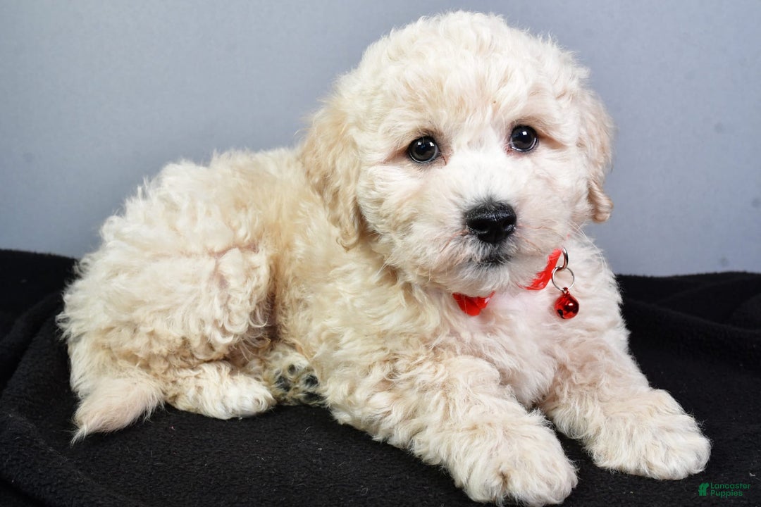 Bichpoo dogs for sale: Splash - Image 3