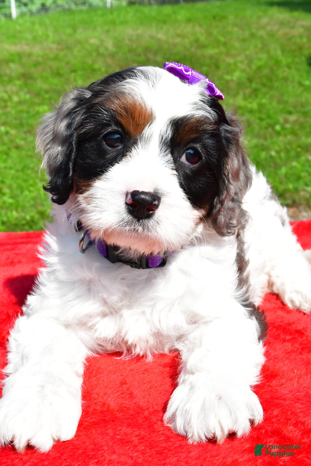 Cavapoo dogs for sale: Chloe - Image 6
