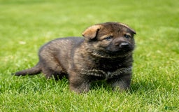 German Shepherd dogs for sale: Axel - Image 9