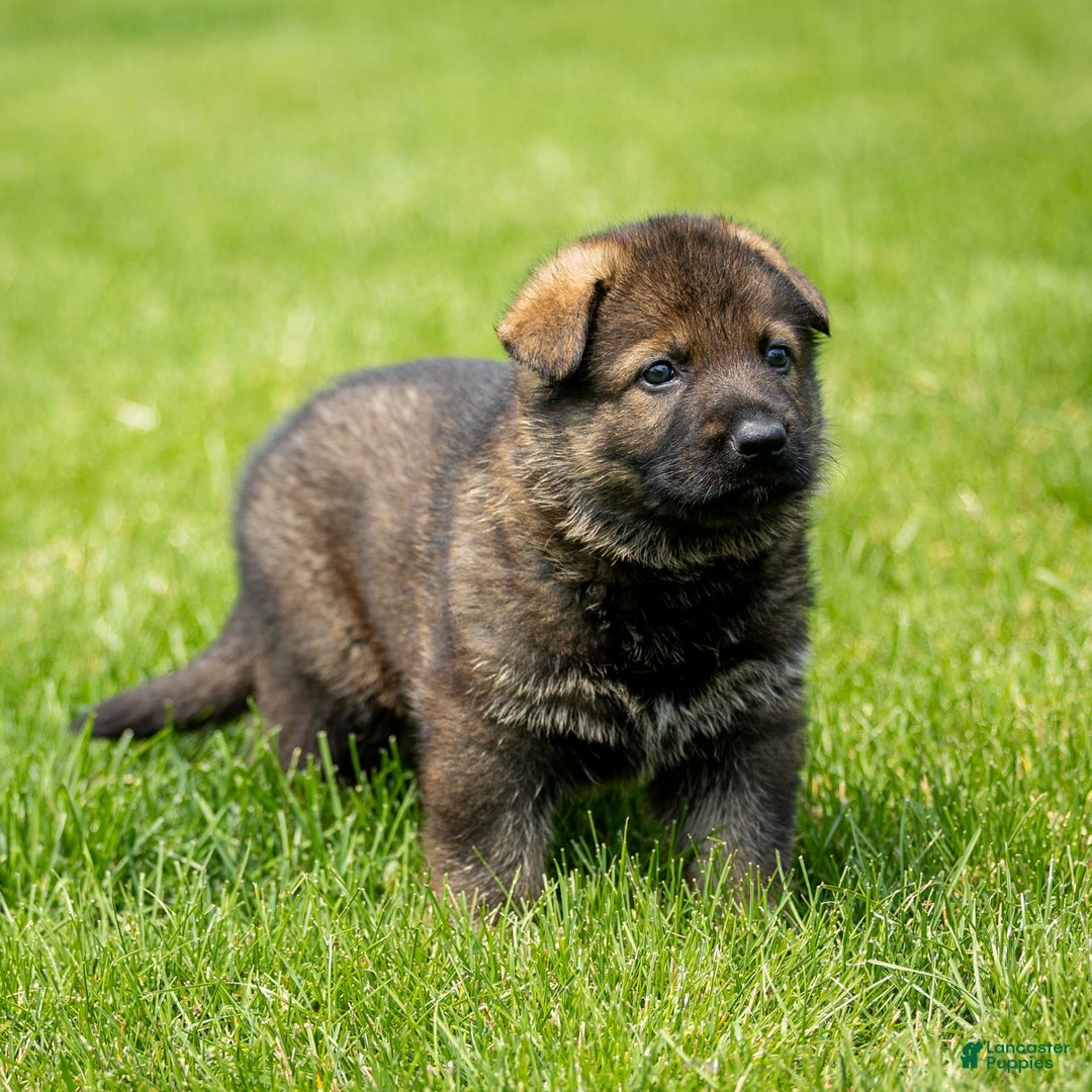 German Shepherd dogs for sale: Axel - Image 9
