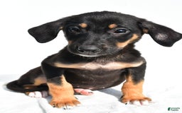 German Shepherd dogs for sale: Pansy - Image 5
