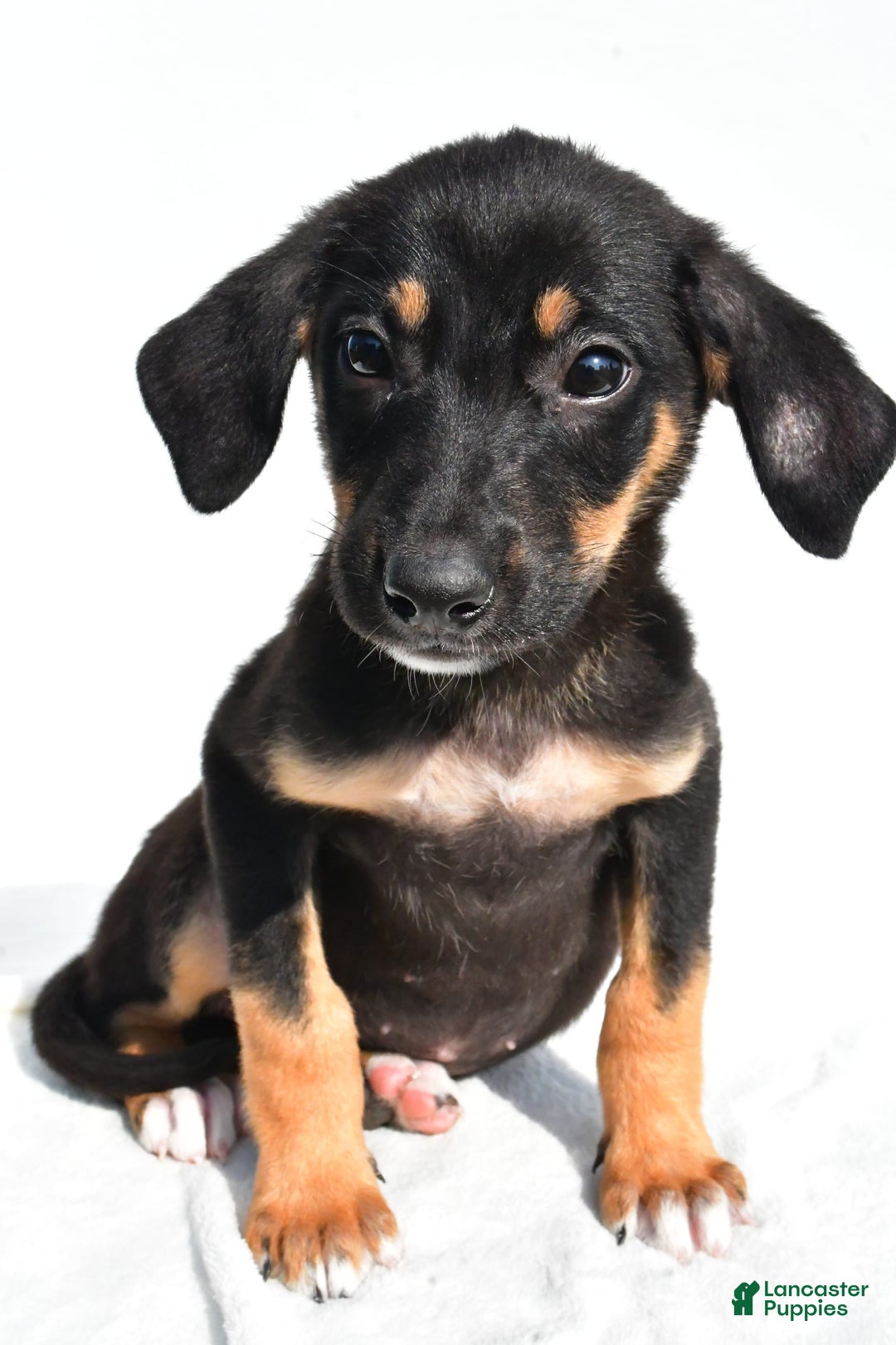 German Shepherd dogs for sale: Pansy - Image 5