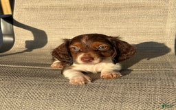Miniature Dachshund dogs for sale: Reid - Image 1