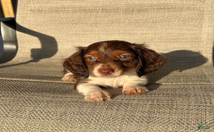 Miniature Dachshund dogs for sale - Ad 4