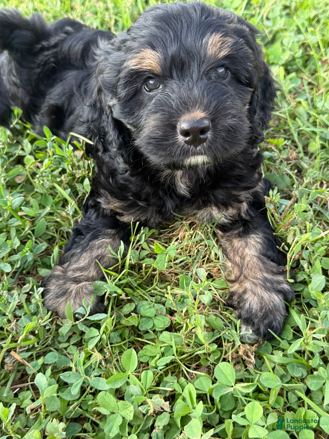 Cockapoo dogs for sale: Diva - Image 11