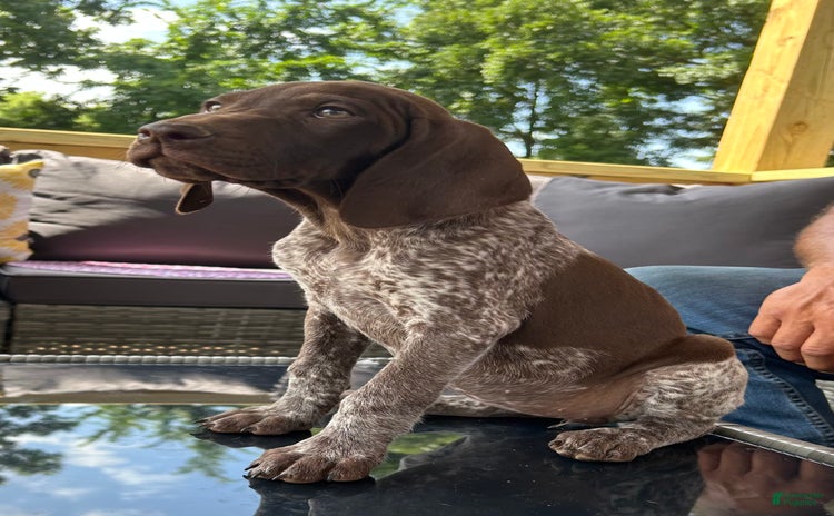 German Shorthaired Pointer dogs for sale - Ad 5