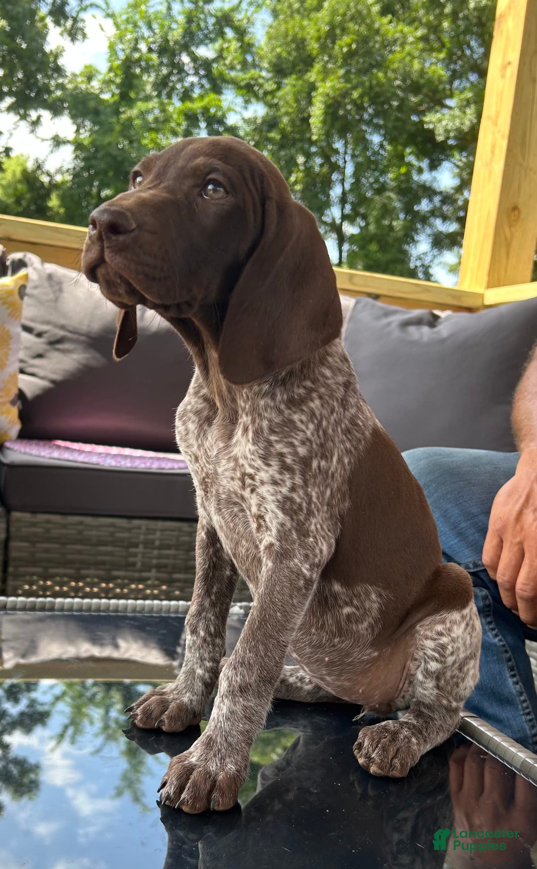 German Shorthaired Pointer dogs for sale: Dixie - Image 1
