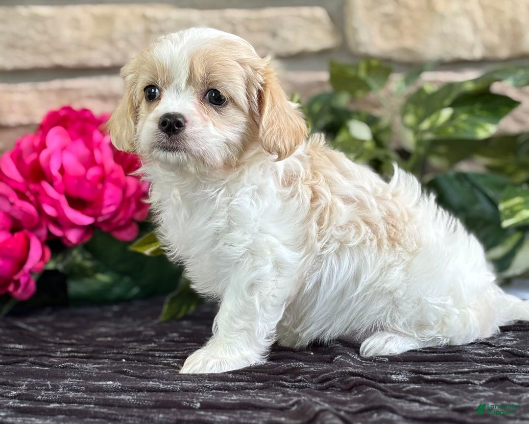 Cavalier King Charles Spaniel dogs for sale: ELLA - Image 4