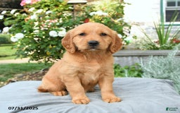Miniature Golden Retriever dogs for sale: Sookie - Image 1