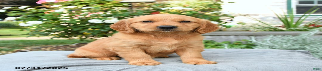 Sookie