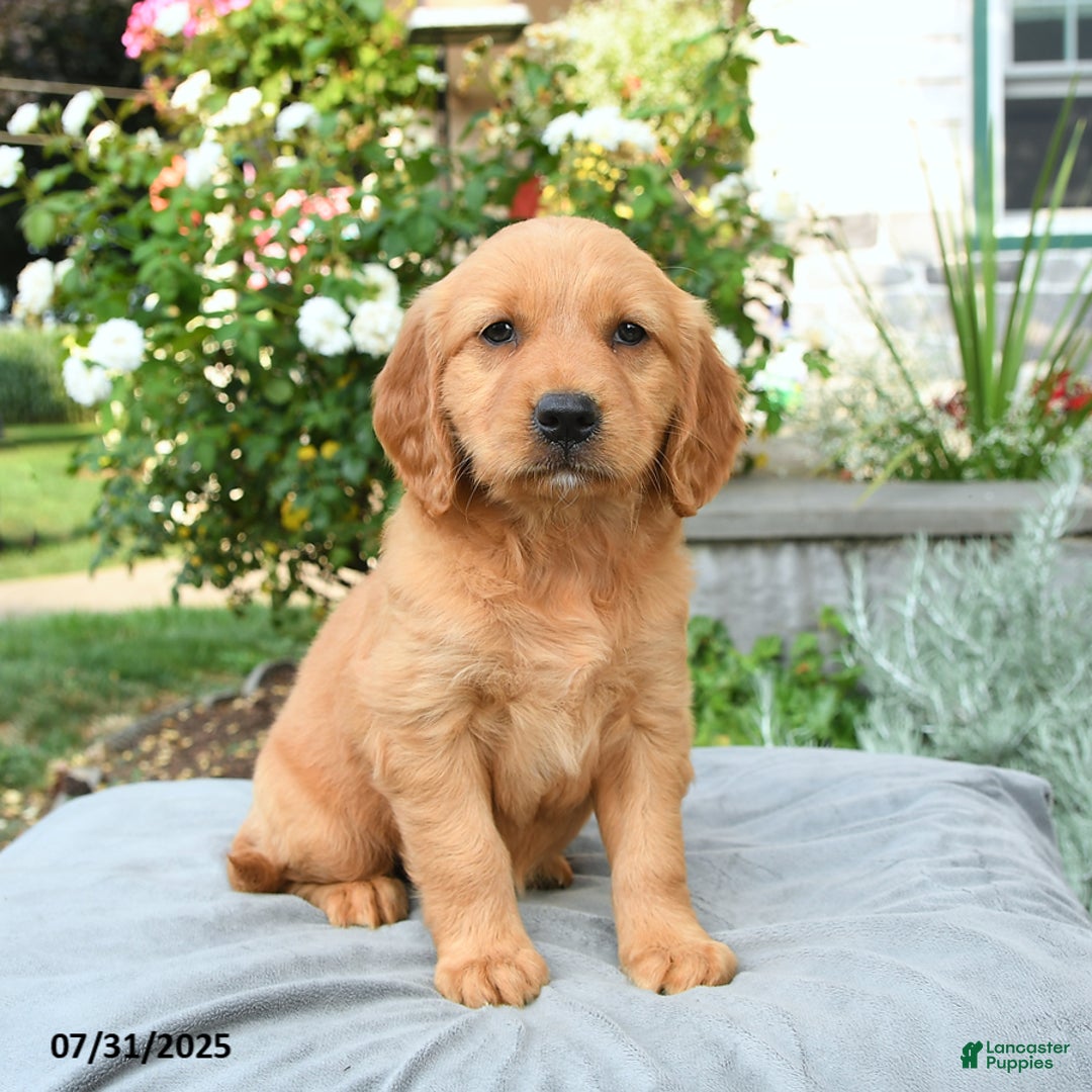 Miniature Golden Retriever dogs for sale: Sookie - Image 1