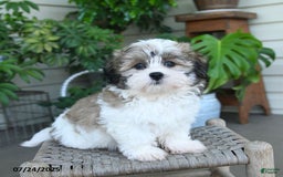 Malshi dogs for sale: Piper - Image 6