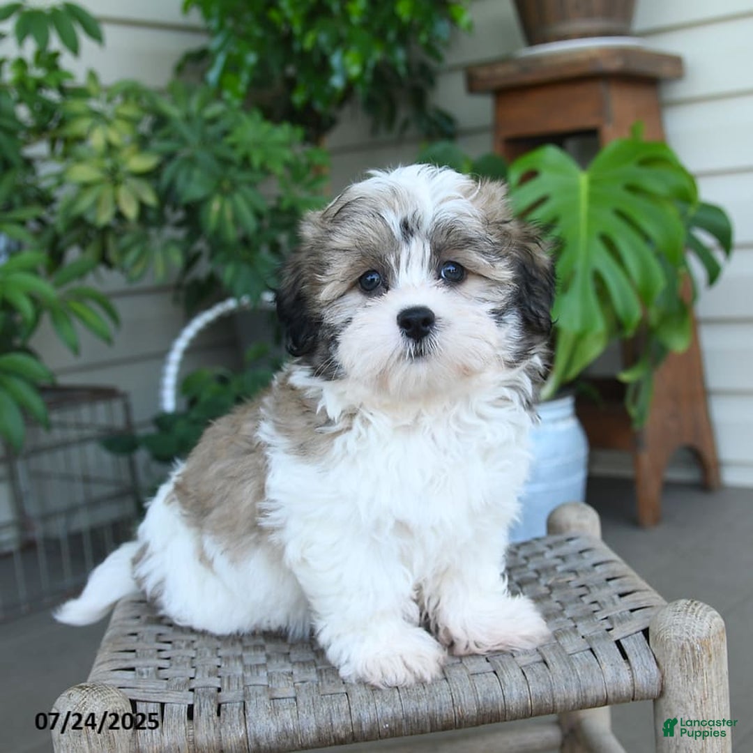 Malshi dogs for sale: Piper - Image 6